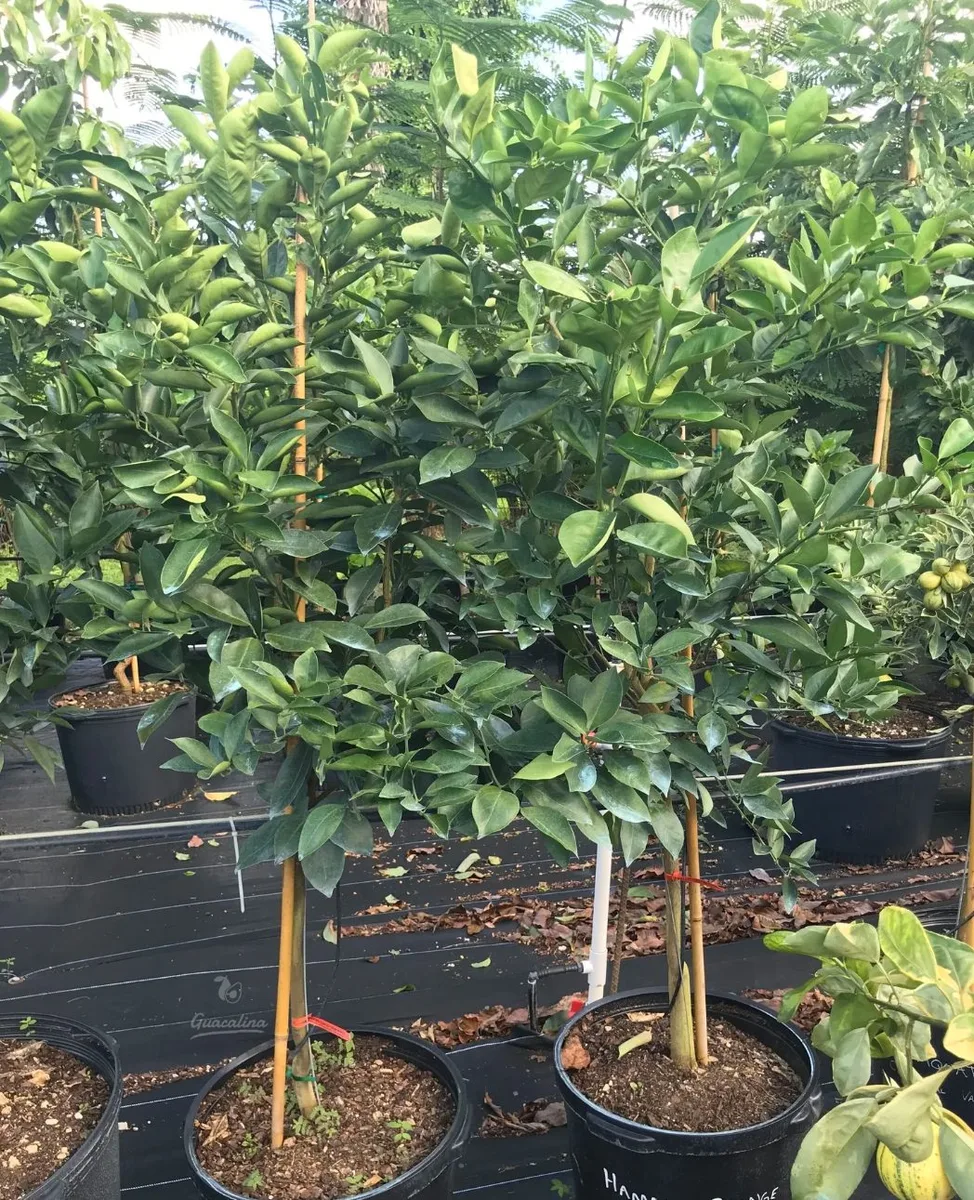 Hamlin - mature plant reference image 3