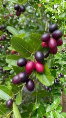 Sweet Karamcha / Bengal Currant