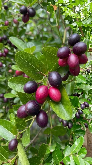 Bengal Current — mature plant reference