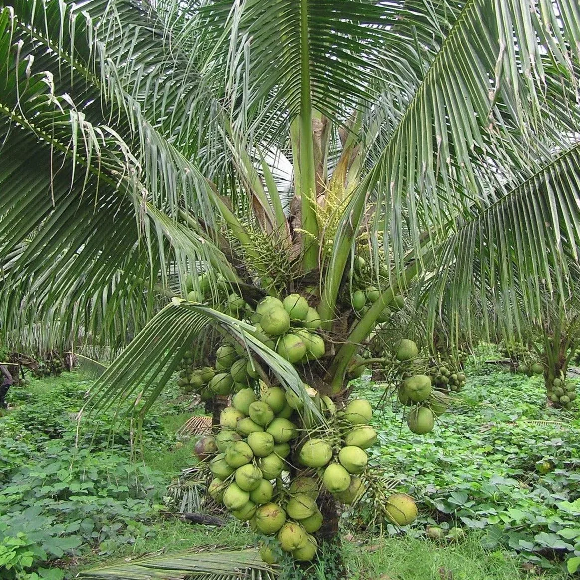 DxT Hybrid Coconut - mature plant reference image 3