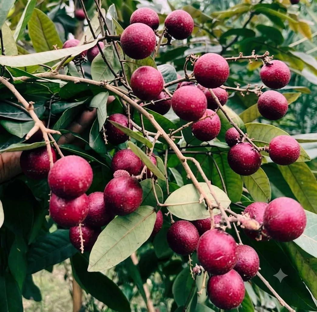 Ruby - mature plant reference image 2