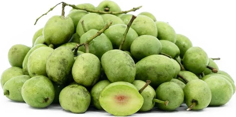 Indian Olive - mature plant reference image 2