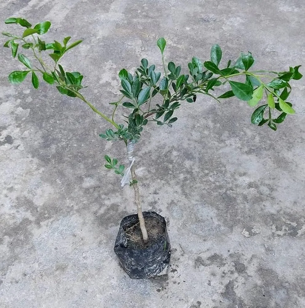 Kodbel - mature plant reference image 2