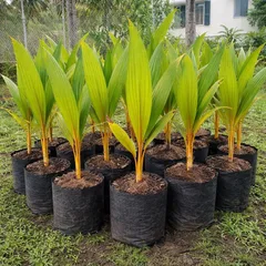 Malayan Yellow Dwarf Coconut