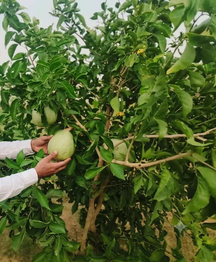 8 kg Variety - mature plant reference image 2