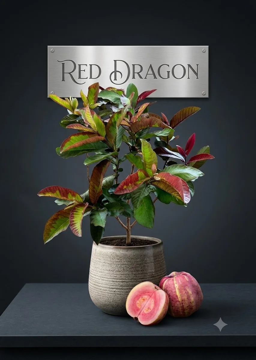 Red Dragon - mature plant reference image 1