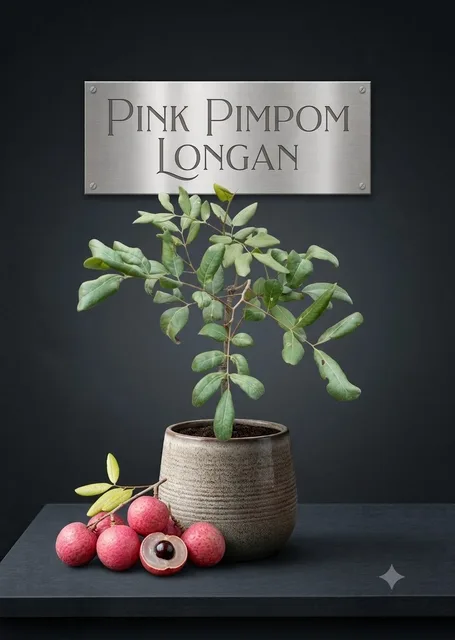 Pink Pimpom — mature plant reference