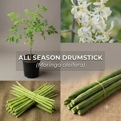 All-season Drumstick