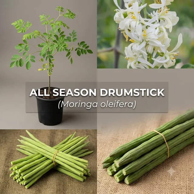 Baromasi Sajna / all season Drumstick — mature plant reference