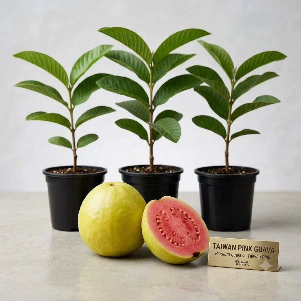 Taiwan Pink - mature plant reference image 1