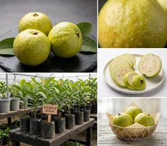 Guava
