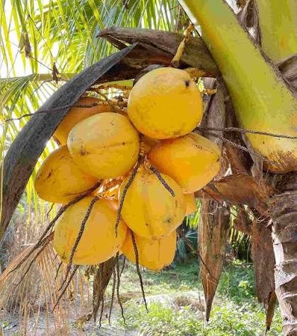 Malayan Yellow Dwarf Coconut - mature plant reference image 2