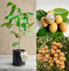 Longan