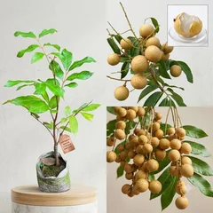 White Longan