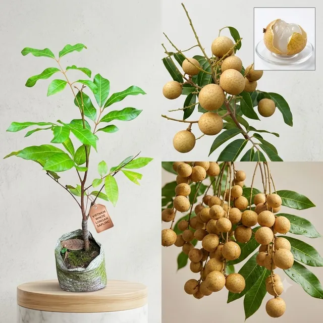 White Longan — mature plant reference
