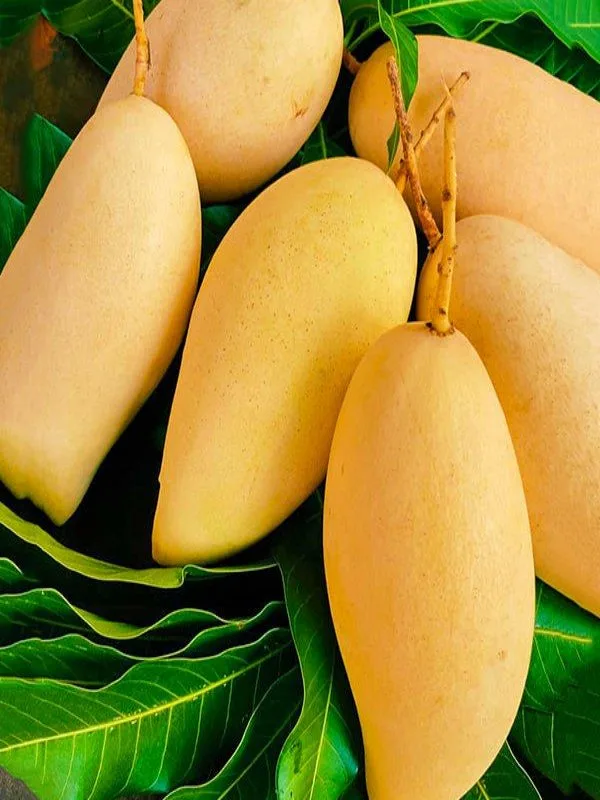 Nam doc mai - mature plant reference image 2