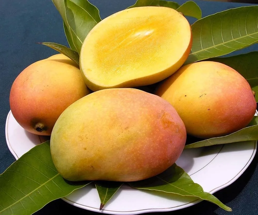 Sindhu - mature plant reference image 2