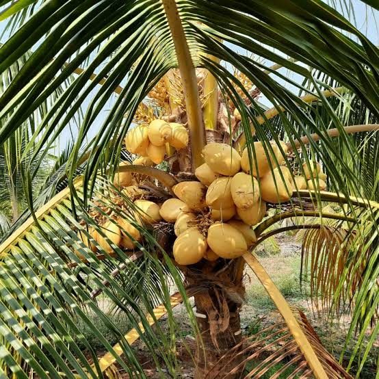 Malayan Yellow Dwarf Coconut - mature plant reference image 3