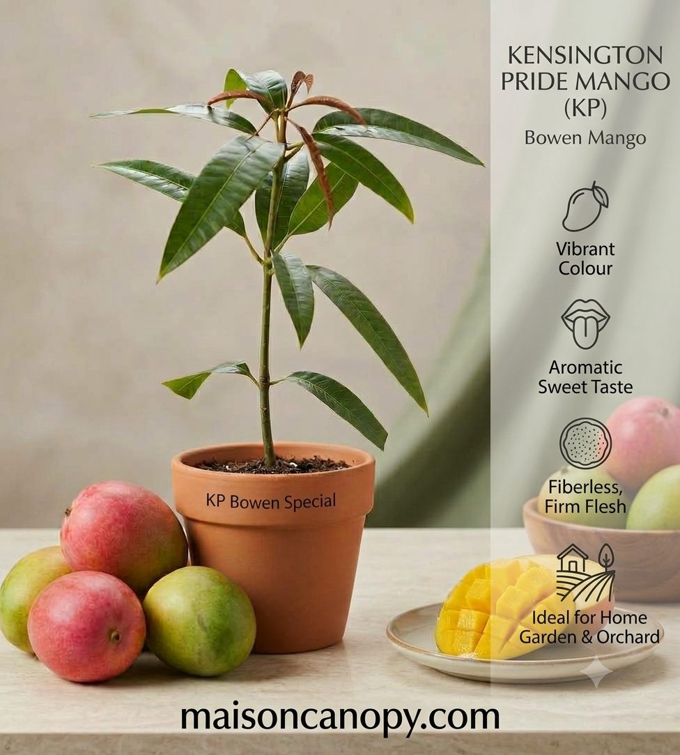 Keninston Pride