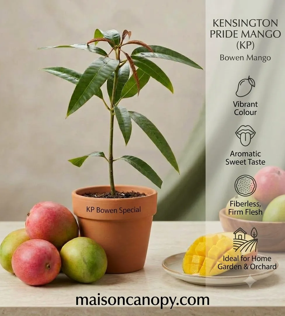 Keninston Pride - mature plant reference image 1