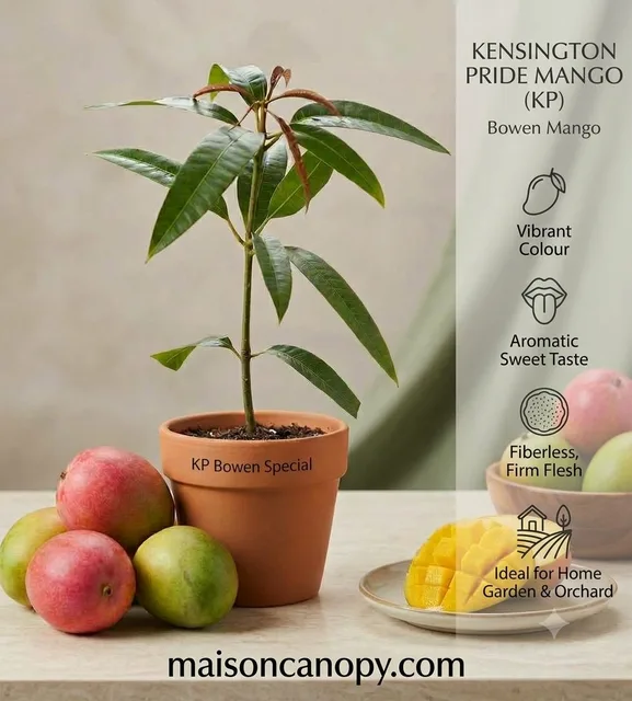 Keninston Pride — mature plant reference