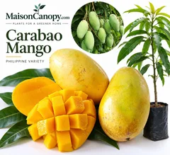Carabau