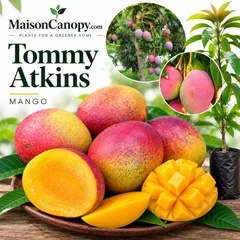 Tommy Atkils