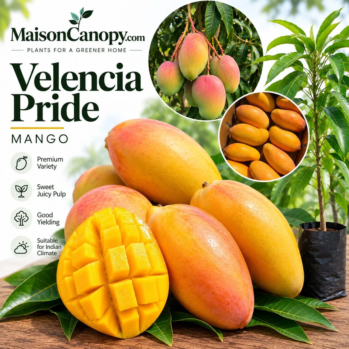 Velencia Pride - mature plant reference image 1