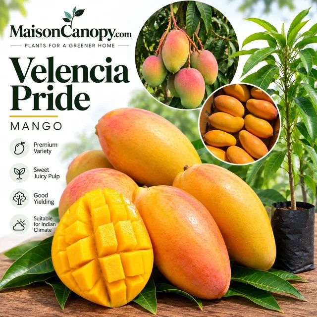 Velencia Pride — mature plant reference