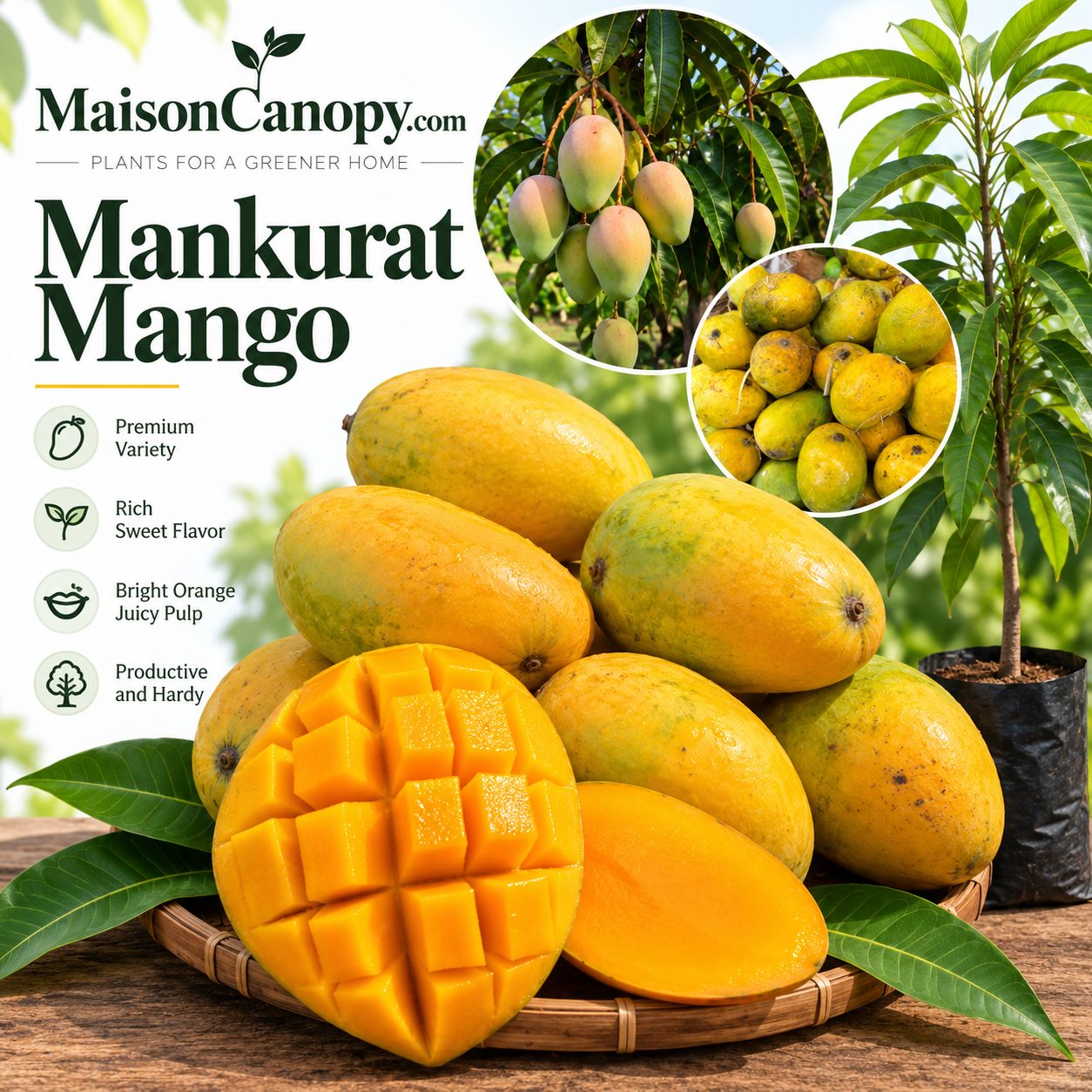 Mankurat