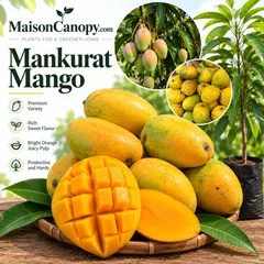 Mankurat