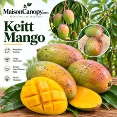Keitt