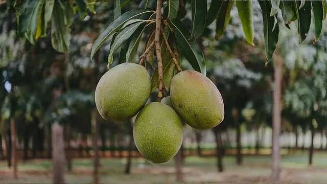 Anowar Ratoul — mature plant reference
