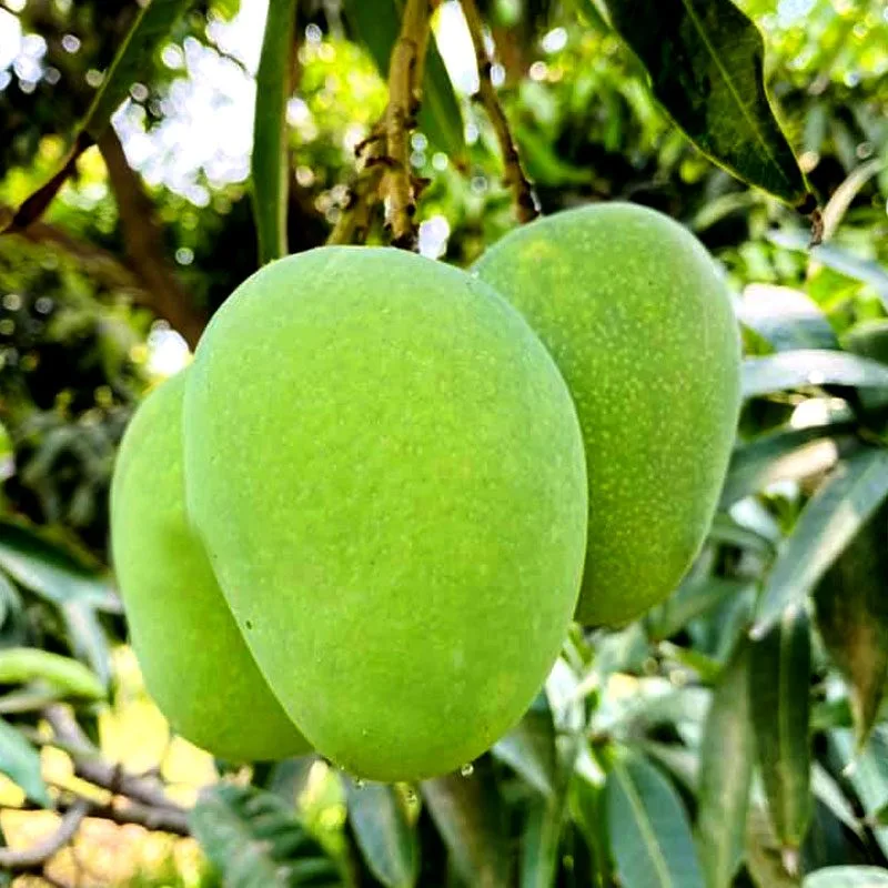 Anowar Ratoul - mature plant reference image 3
