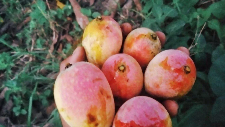 Yakuti or Yikuti - mature plant reference image 2