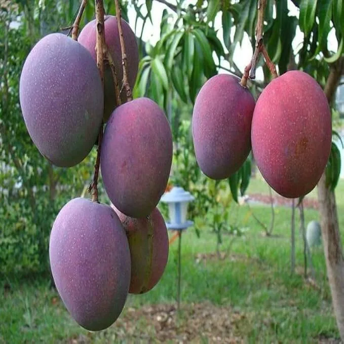 Palmer - mature plant reference image 1