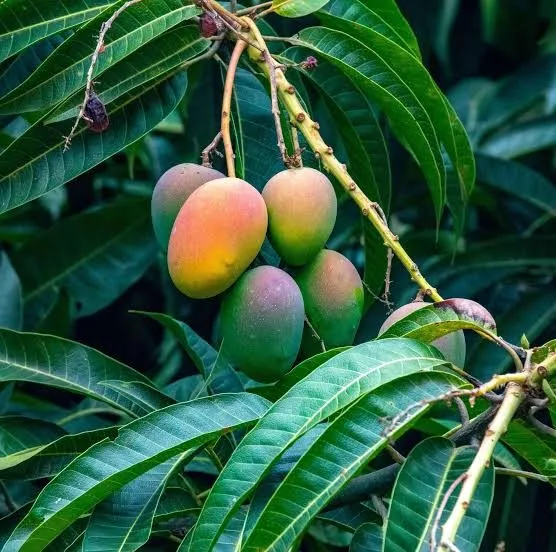 Palmer - mature plant reference image 2