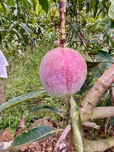 Bazz - mature plant reference image 2