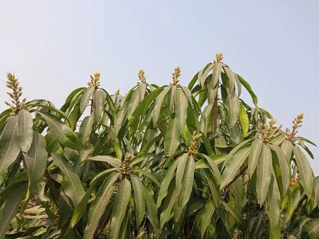 Bazz - mature plant reference image 3