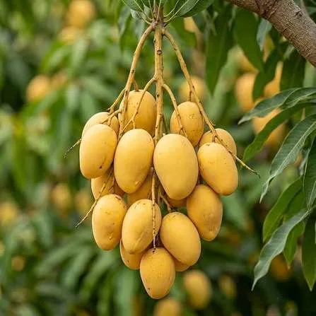 Sukari or Sugar Mango — mature plant reference