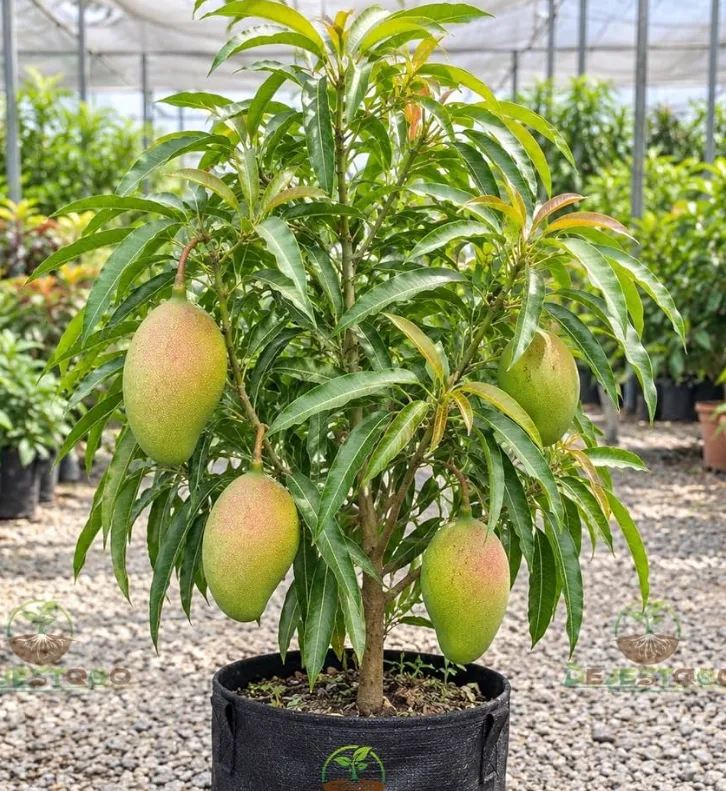 Sukari or Sugar Mango - mature plant reference image 2