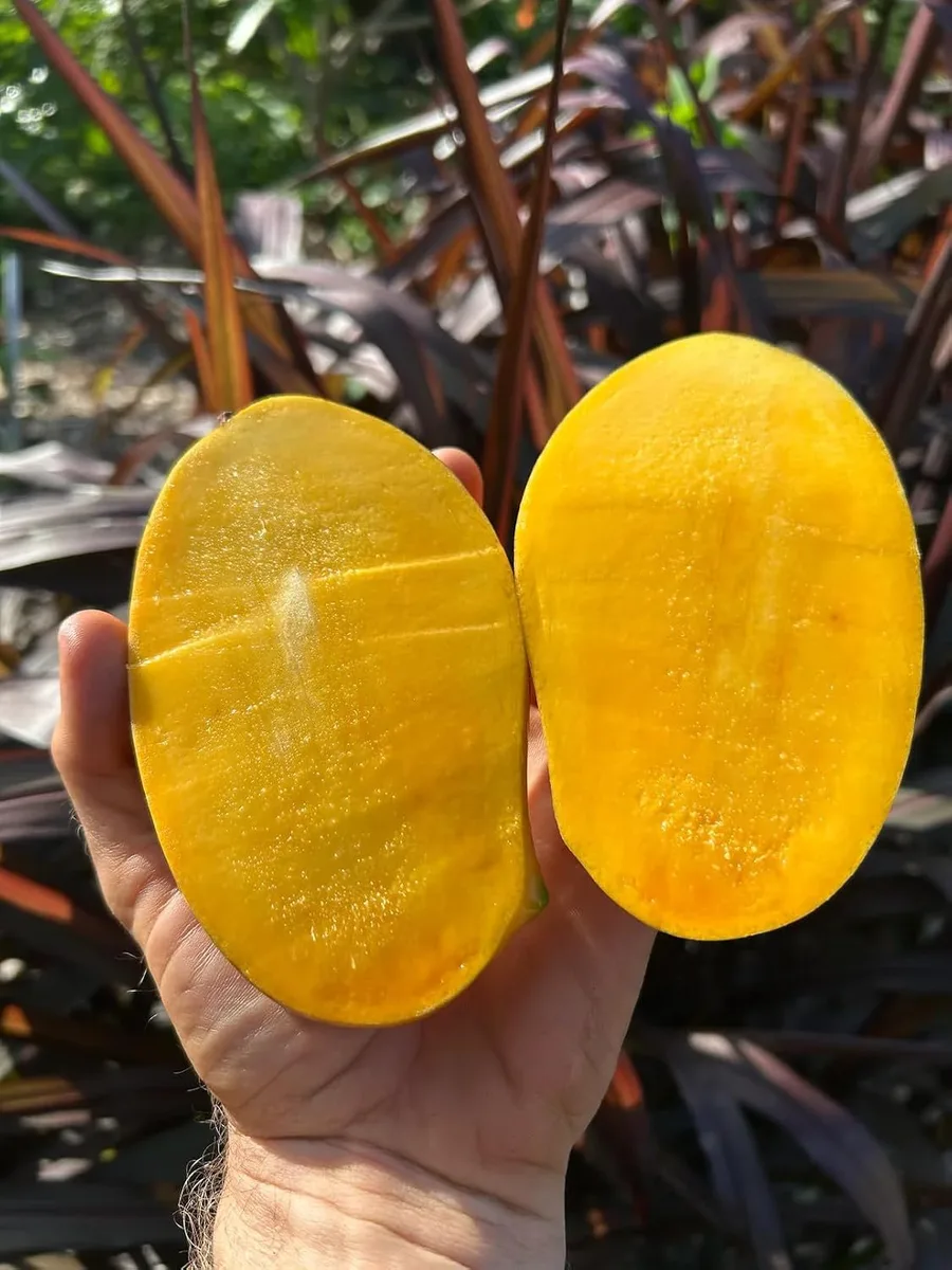 Lemon Zest - mature plant reference image 2