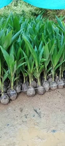Malayan Green Dwarf Coconut — mature plant reference