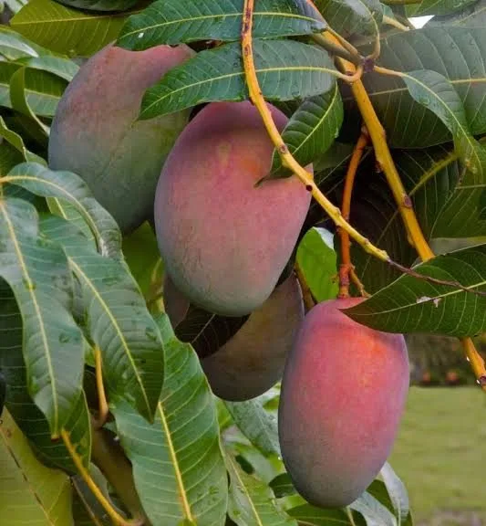 Haden - mature plant reference image 3