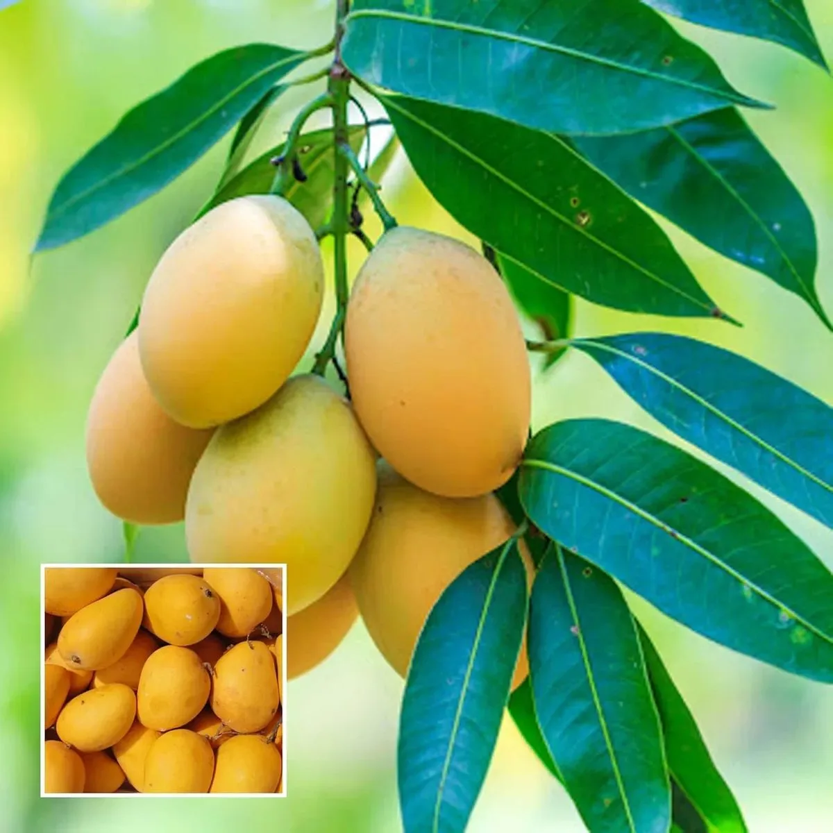 Rasa - mature plant reference image 2