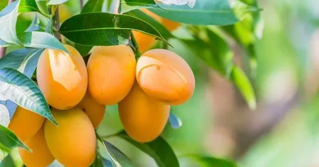 Rasa - mature plant reference image 3