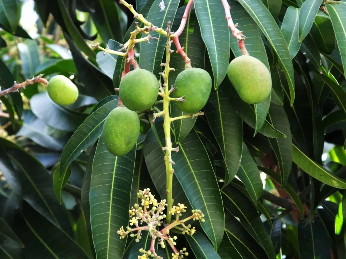 Carrie - mature plant reference image 1