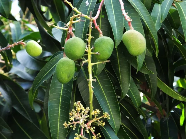 Carrie — mature plant reference