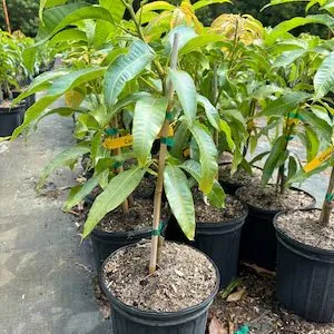 Carrie - mature plant reference image 3