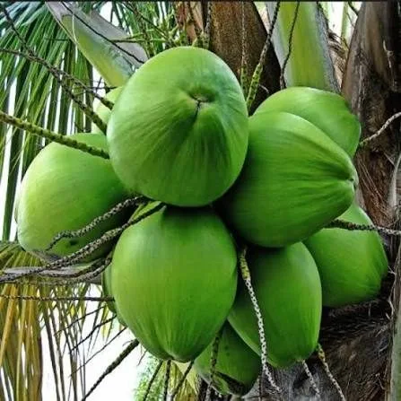 Malayan Green Dwarf Coconut - mature plant reference image 2
